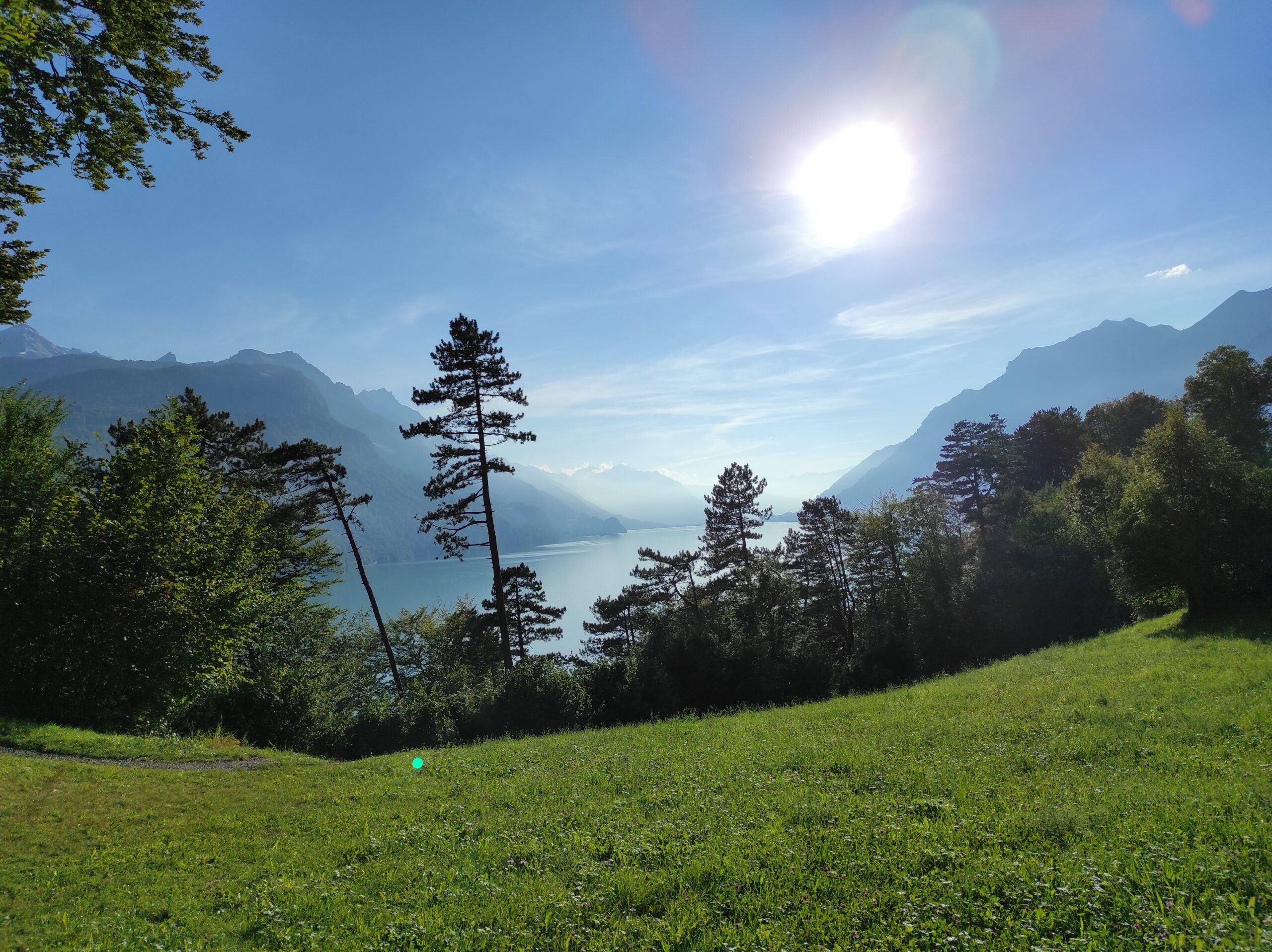 Blick durch den Wald auf den Brienzersee